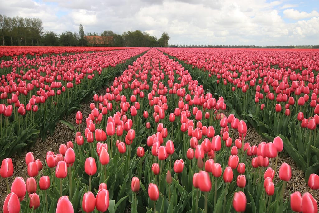 Pink Tulips Blooming in a Spring Garden