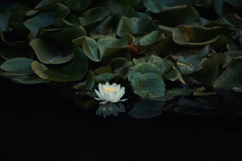 White Lotus Flowers Floating on a Calm Pond