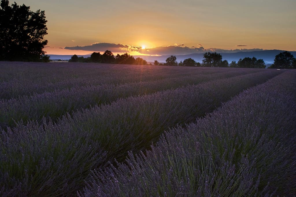 Purple Lavender Field Stretching Toward a Summer Sunset