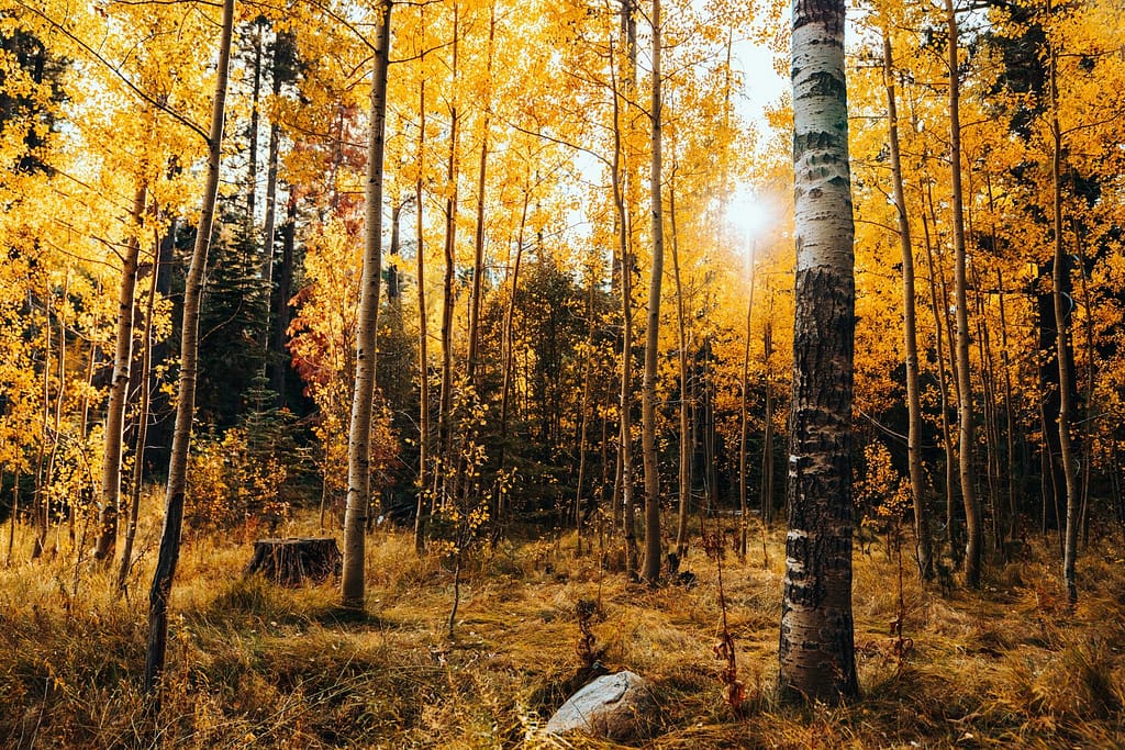Golden Aspen Forest in Autumn Mist