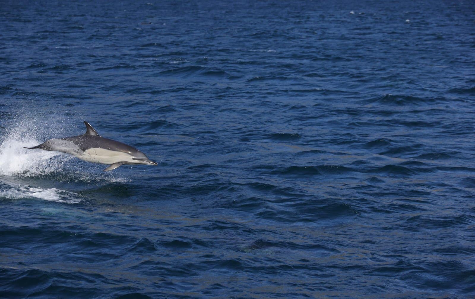 Bottlenose Dolphin Jumping Above Blue Ocean Waves