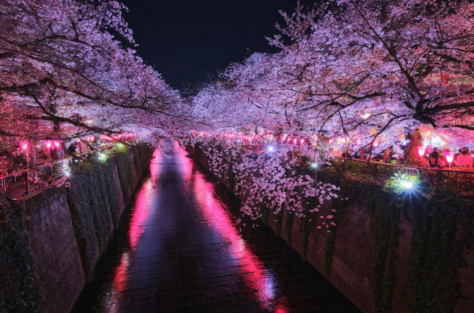 Cherry Blossom Trees Along a Quiet Riverbank