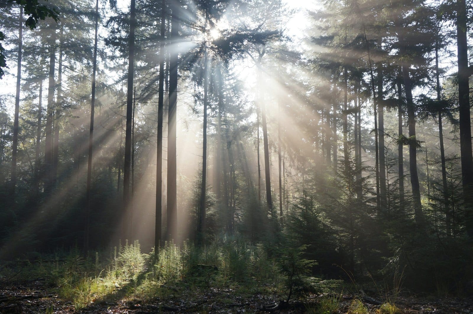 Misty Pine Forest in Morning Fog with Golden Sunlight