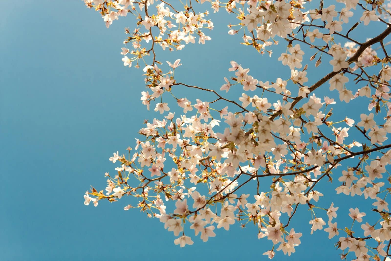 White Cherry Blossoms Falling in Spring Breeze