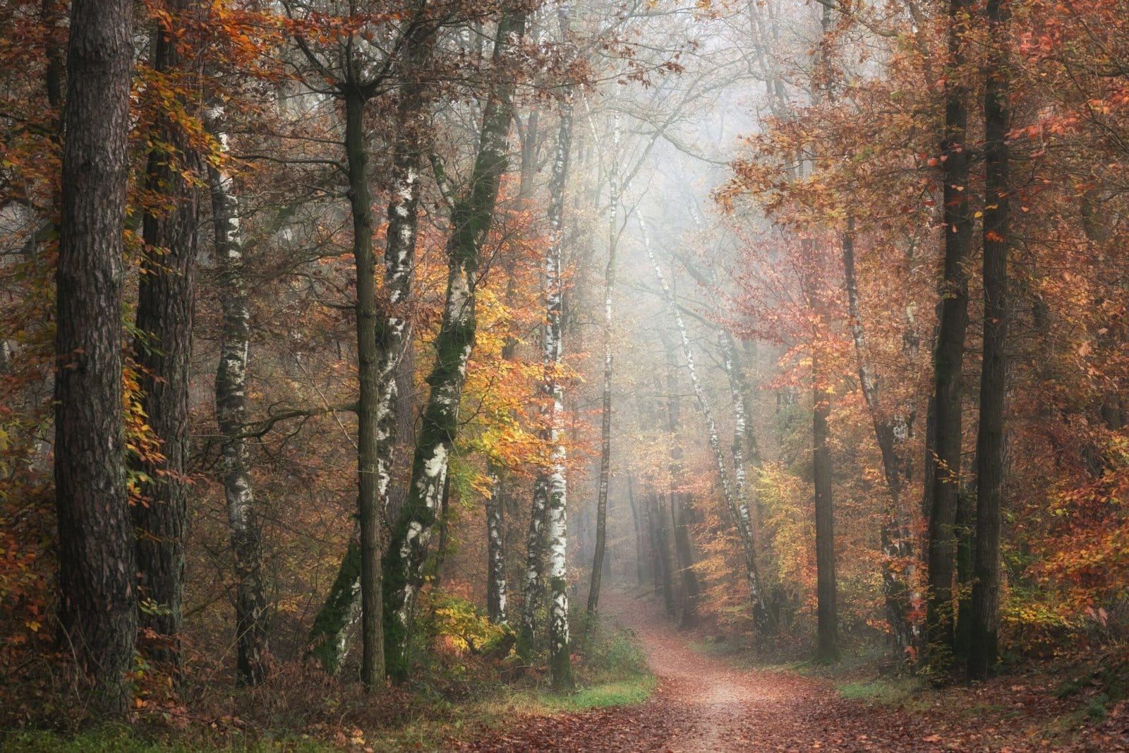 Golden Autumn Oak Forest in Morning Fog