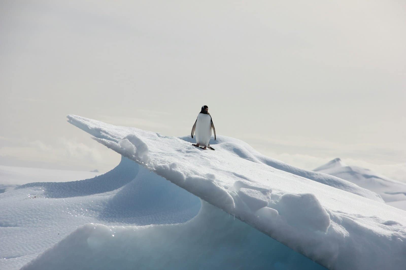 Cute 3D Penguin Standing on a Snowy Iceberg