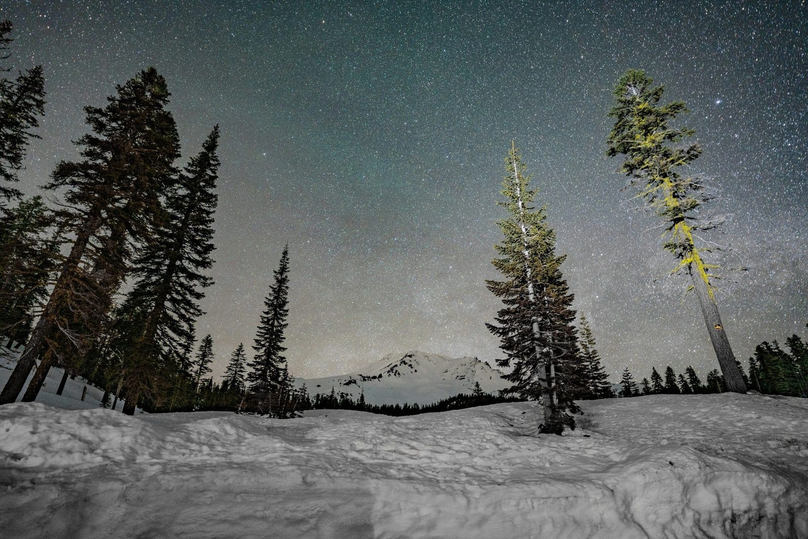 Snowy Pine Forest Under a Starry Night Sky