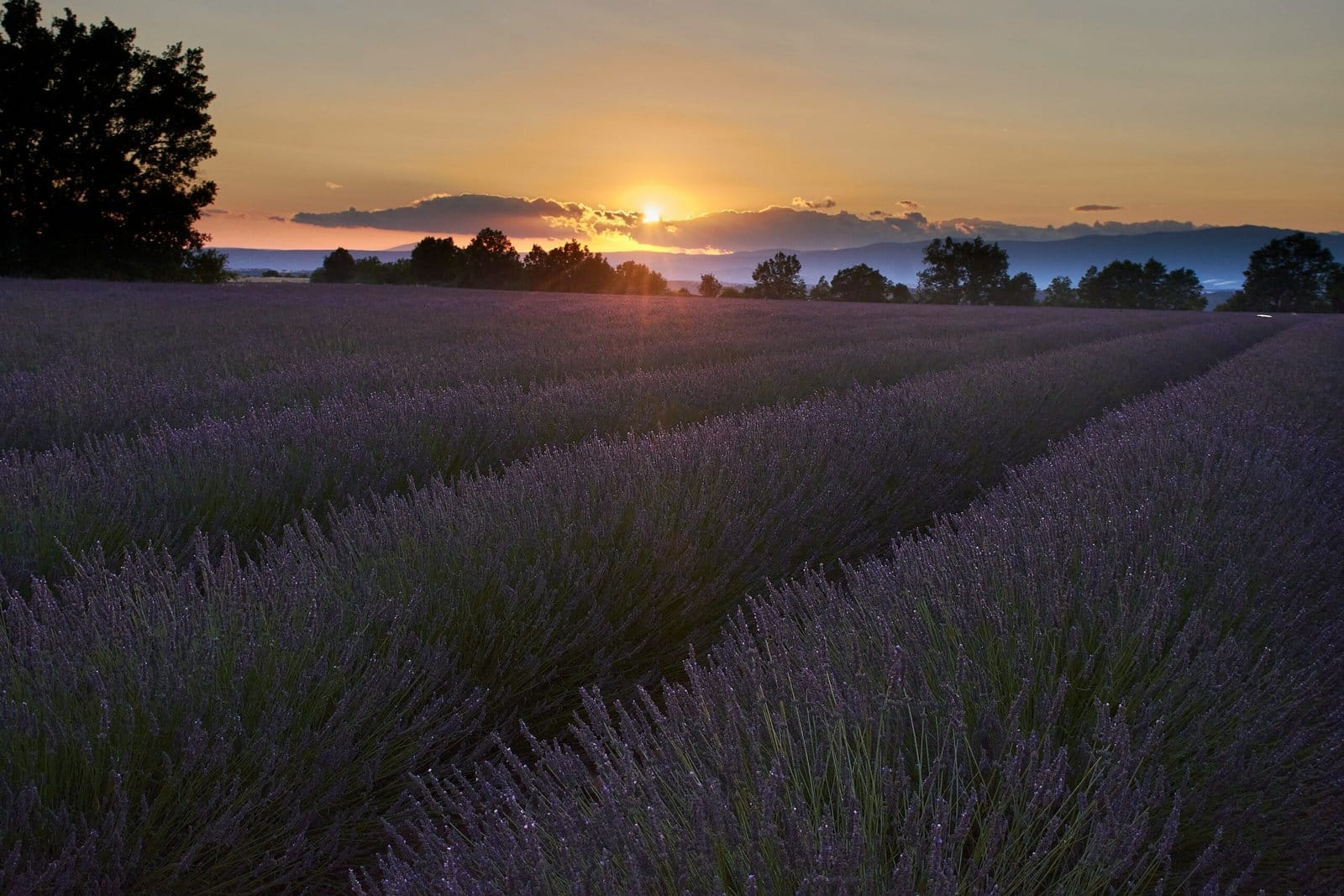 Lavender Field in Bloom Under a Purple Sunset Sky