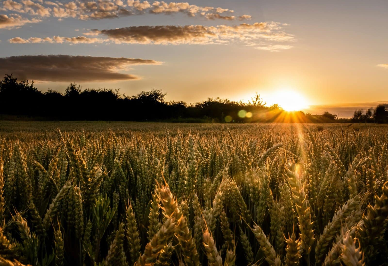 Golden Wheat Field Under a Dramatic Sunset Sky