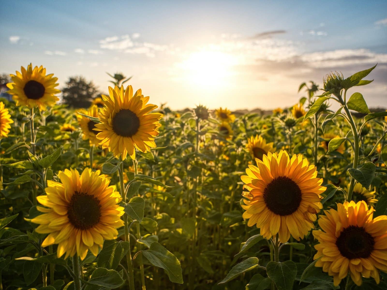 Yellow Sunflowers Turning Toward Morning Light