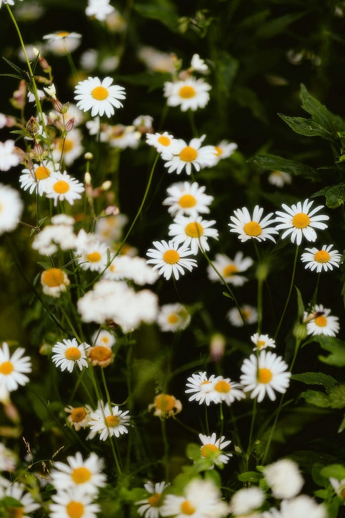 White Daisy Meadow Sparkling with Morning Dew