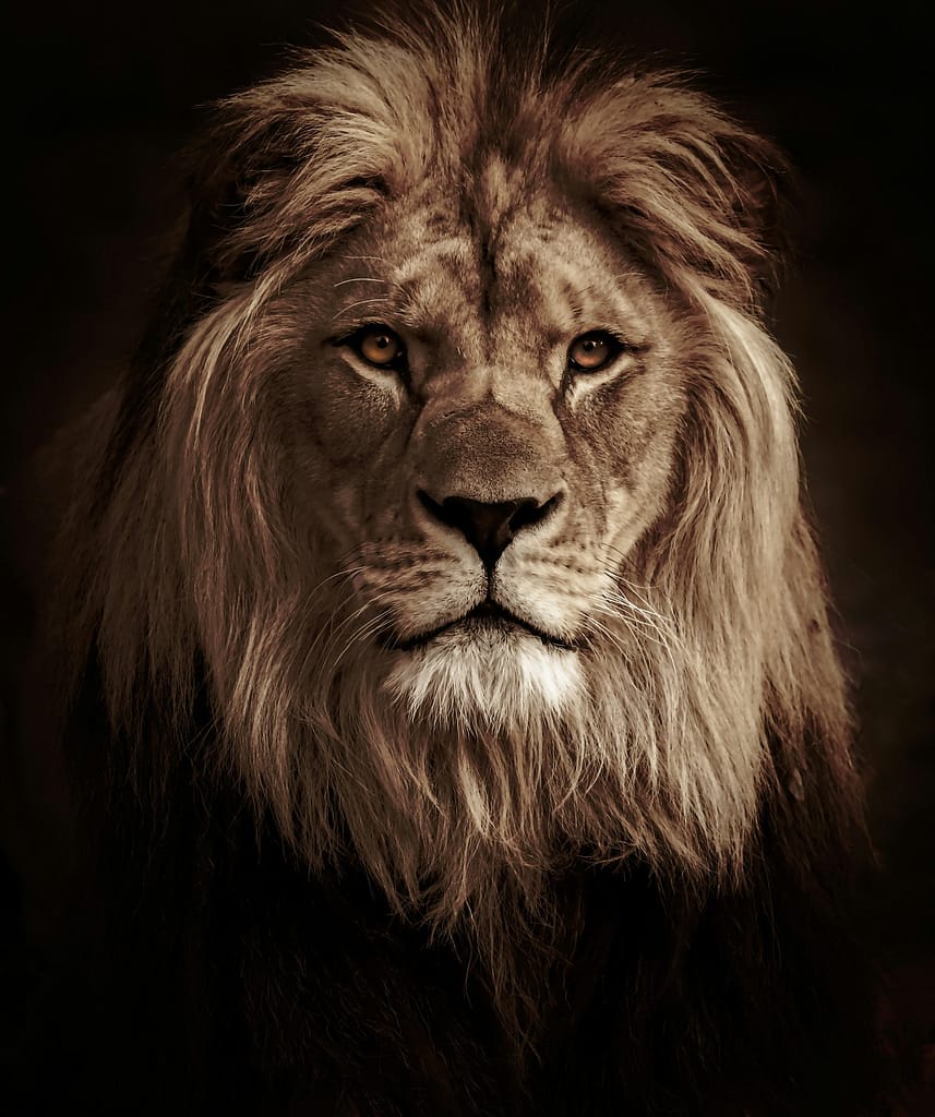 Fierce Lion Portrait with Fiery Amber Eyes in the Dark