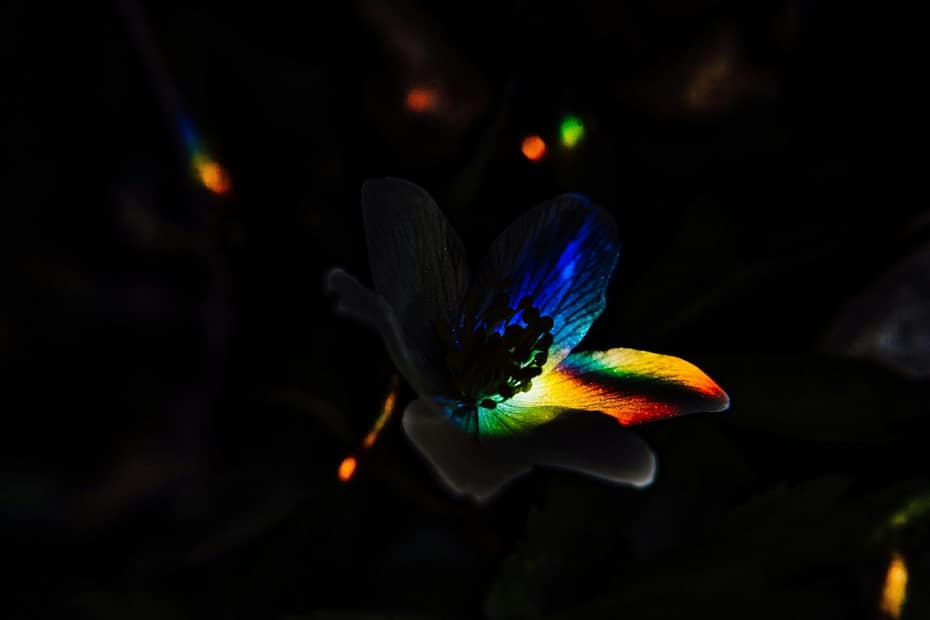 Glowing 3D Butterfly Resting on a Neon Flower