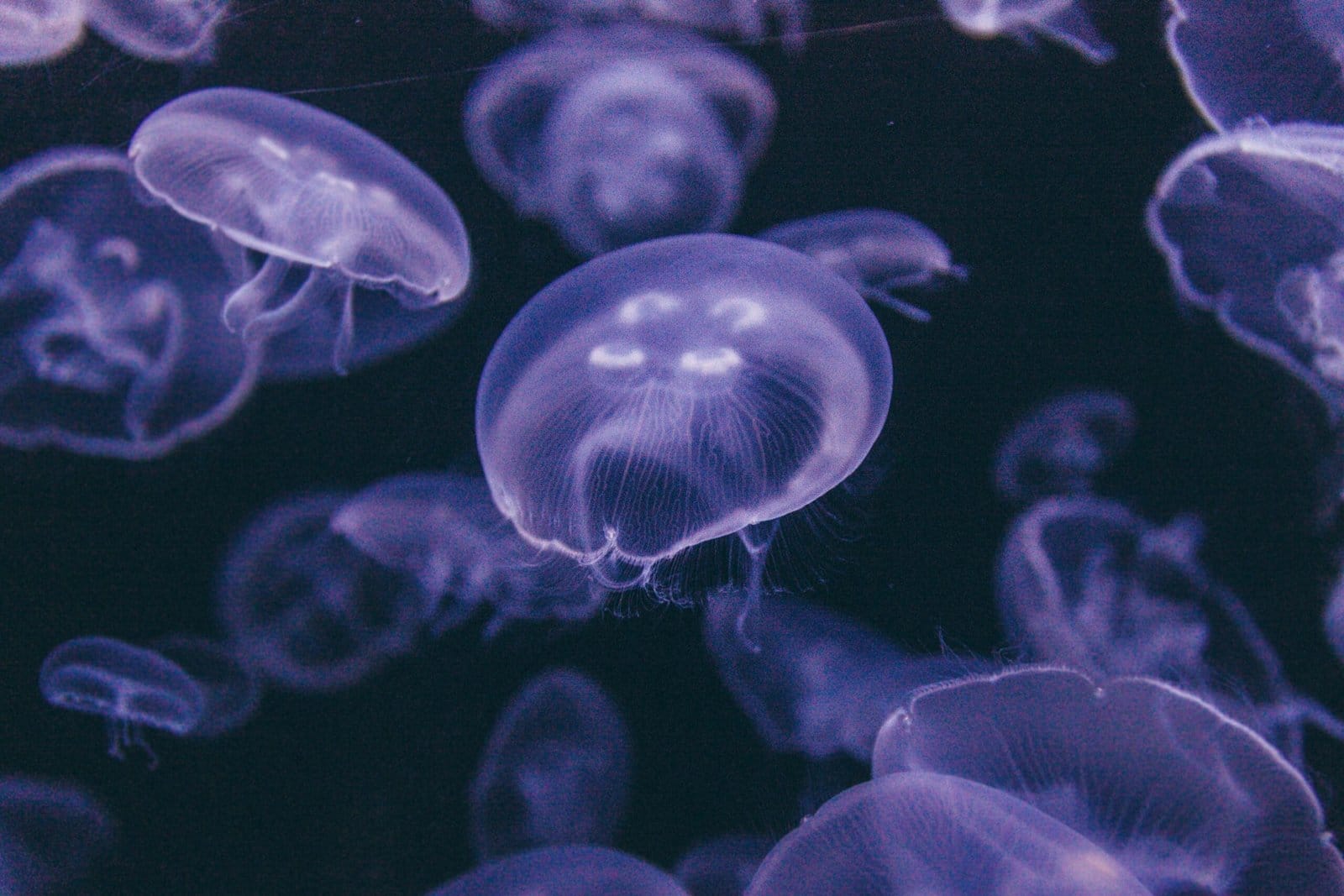 Glowing Jellyfish Drifting in Deep Blue Ocean Waters