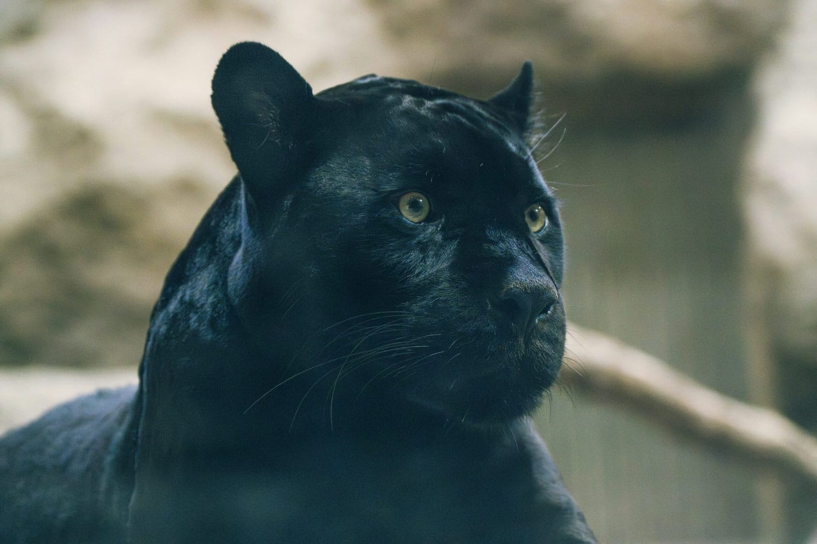 Black Panther Stalking Through Moonlit Jungle Shadows