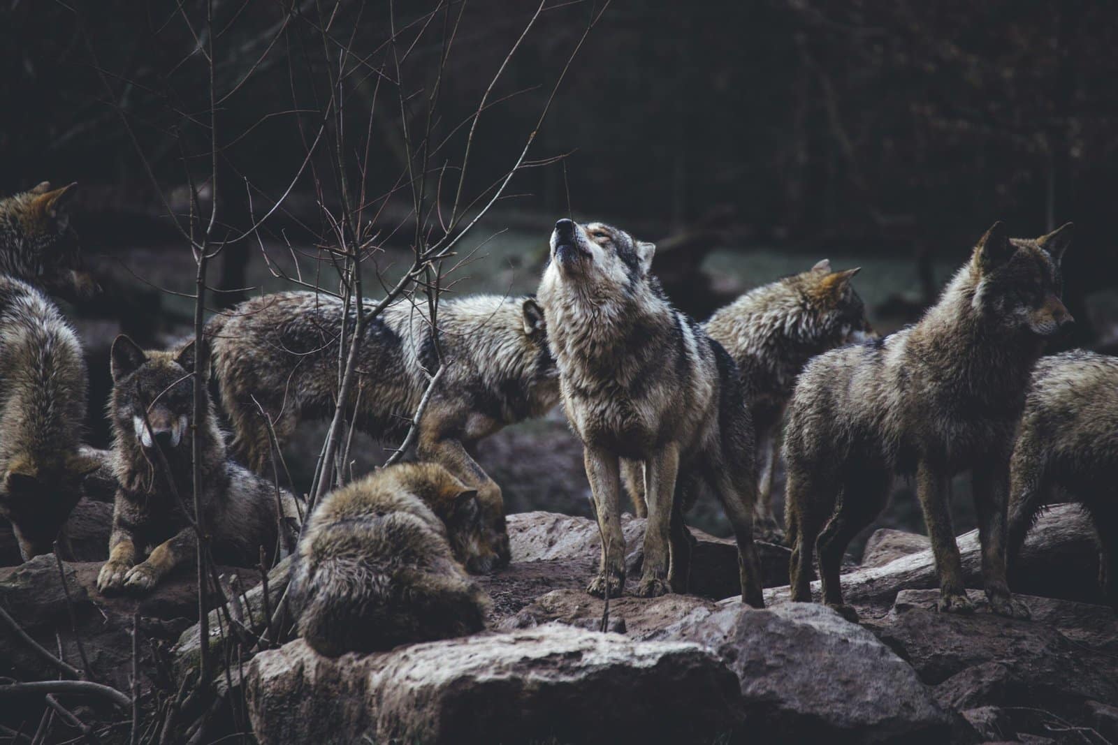 Wolf Pack Howling beneath the Northern Lights