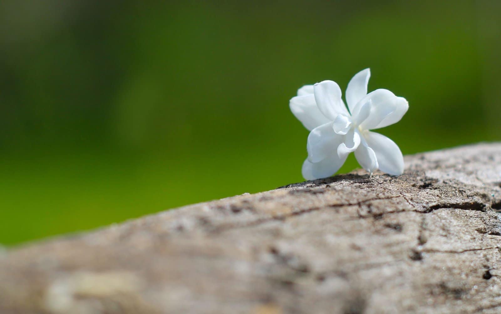 White Jasmine Flowers Blooming in Soft Light