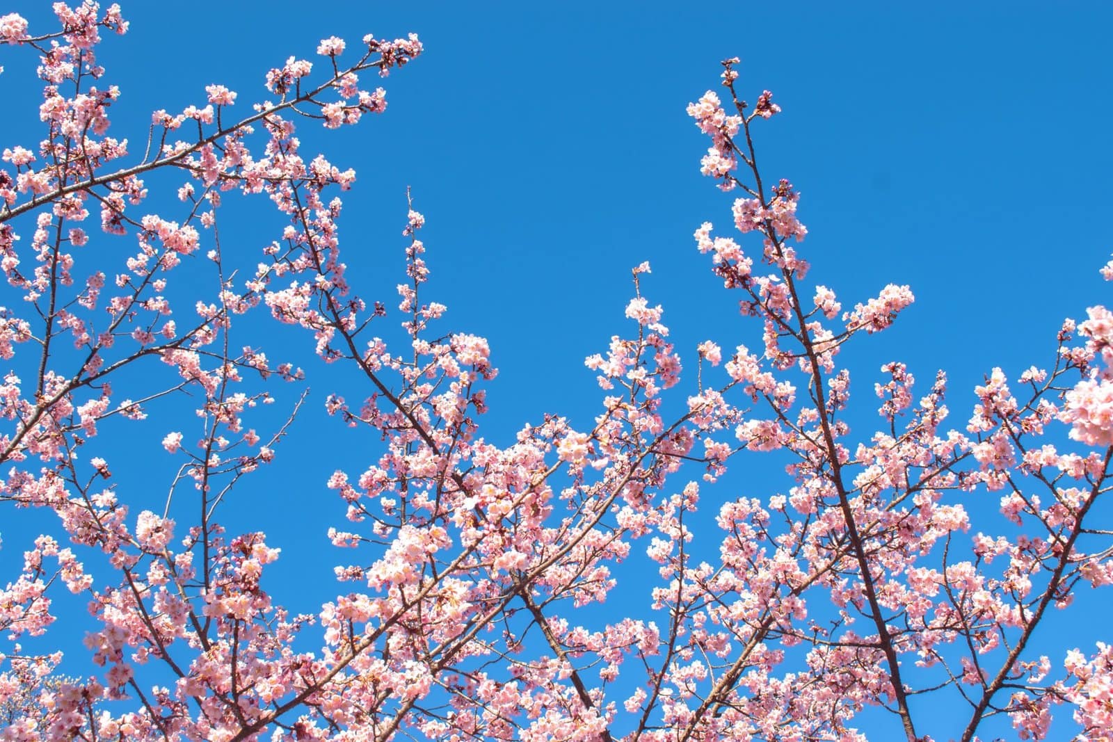 Pink Cherry Blossom Branch Against Soft Blue Sky