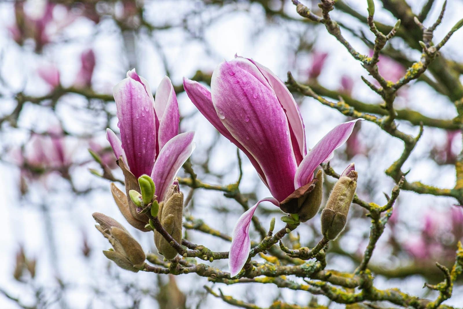 Magnolia Blossom Branch in Spring Air