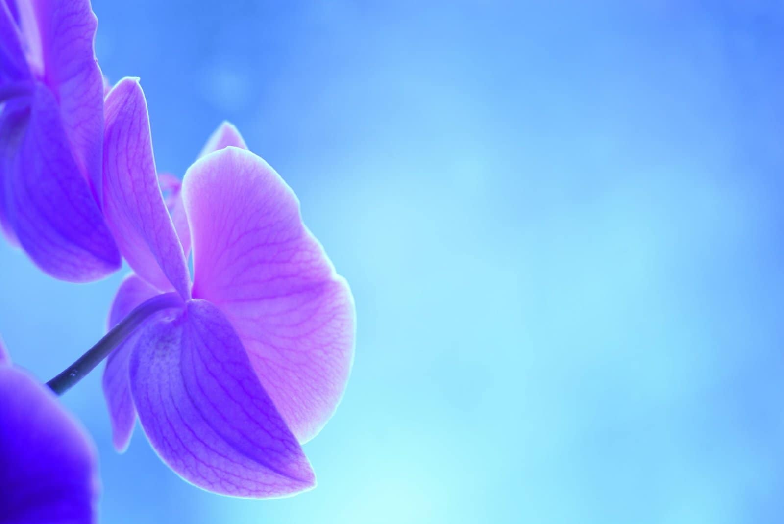 Blue Orchid Macro in Soft Light