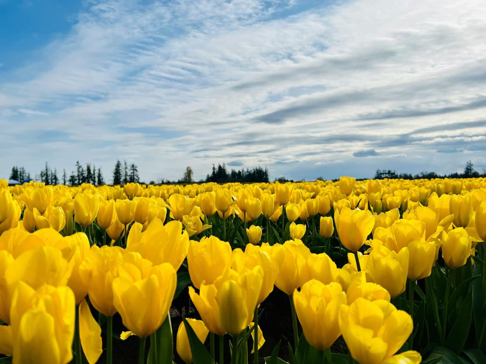 Yellow Tulip Field in Spring Sunshine