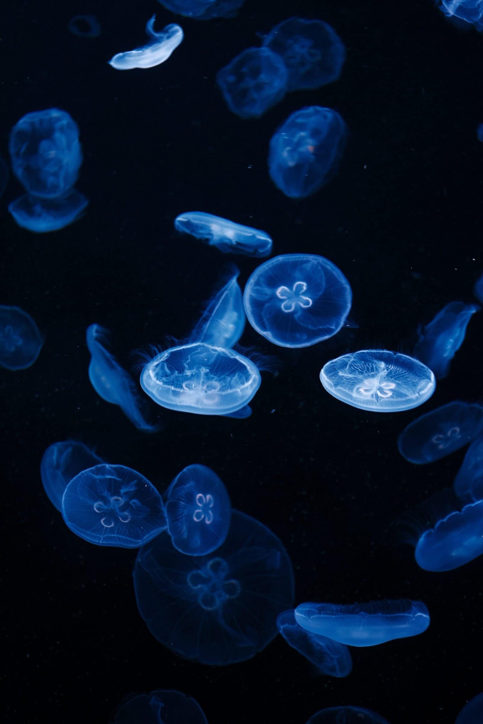 Glowing Jellyfish Swarm Drifting in Dark Ocean Water