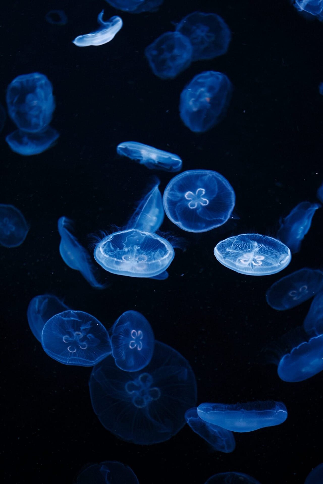 Glowing Jellyfish Swarm Drifting in Dark Ocean Water