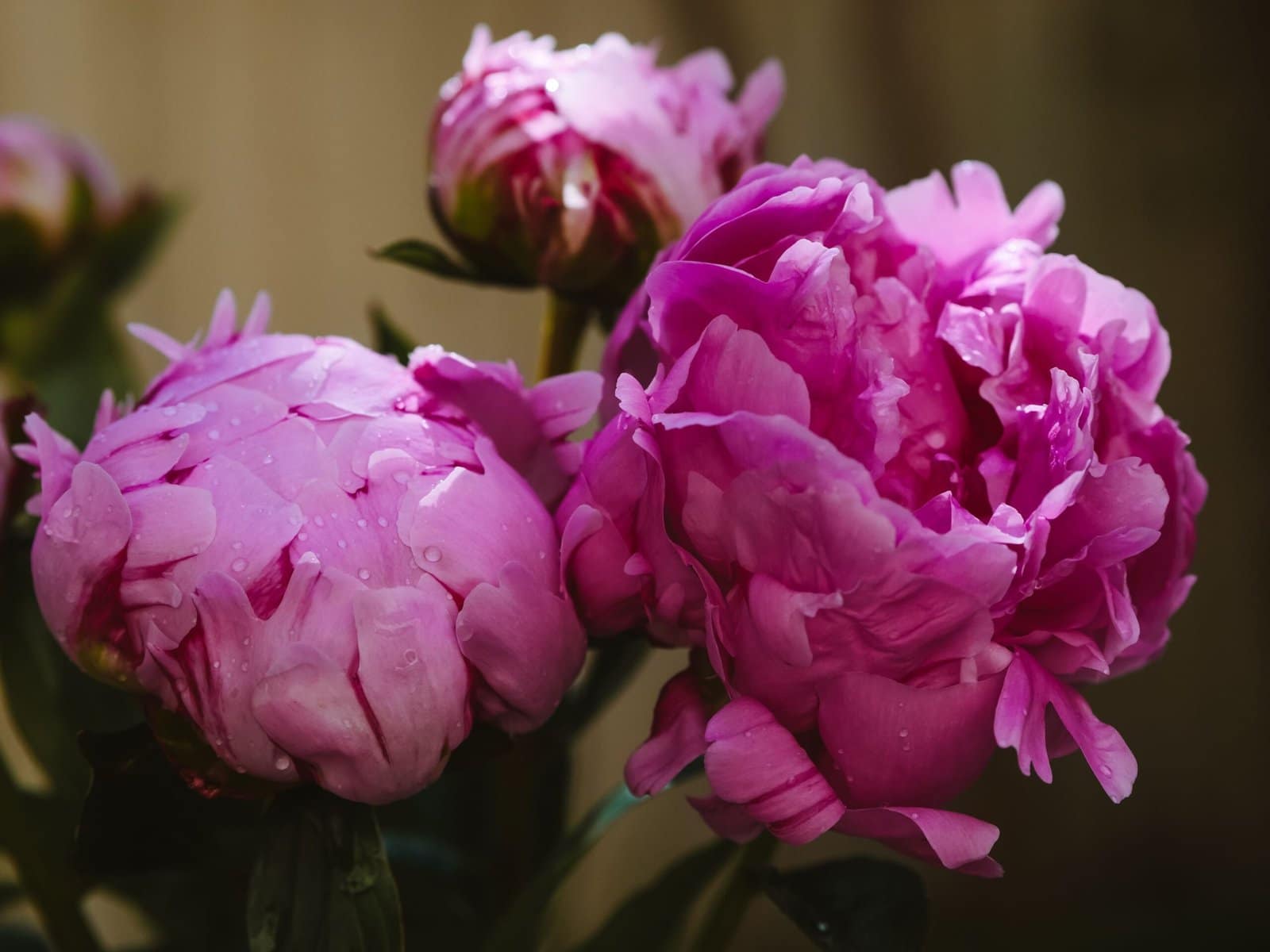 Pink Peony Blossoms Covered in Morning Rain