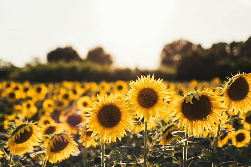 Sunflower Field at Dawn's First Light
