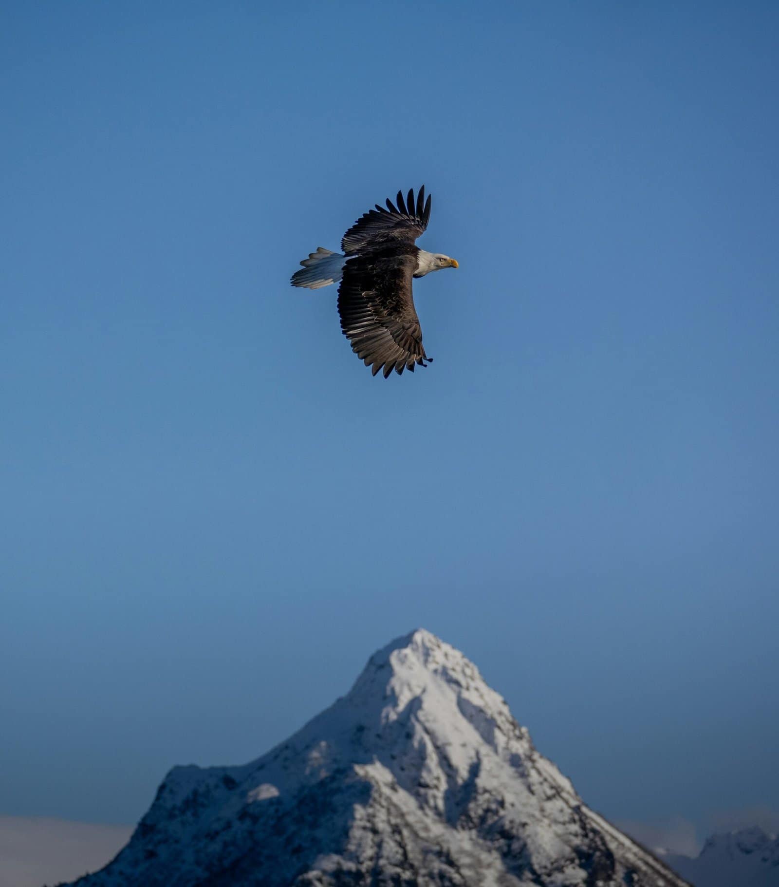 Golden Eagle Soaring Over Alpine Cliffs at Dusk
