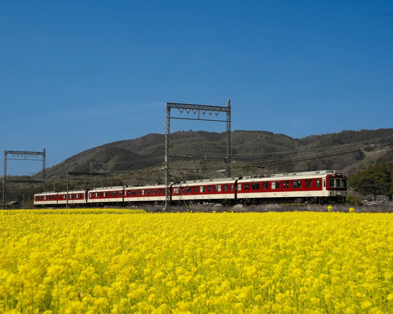 Anime Train Crossing Flower Field Under Blue Sky