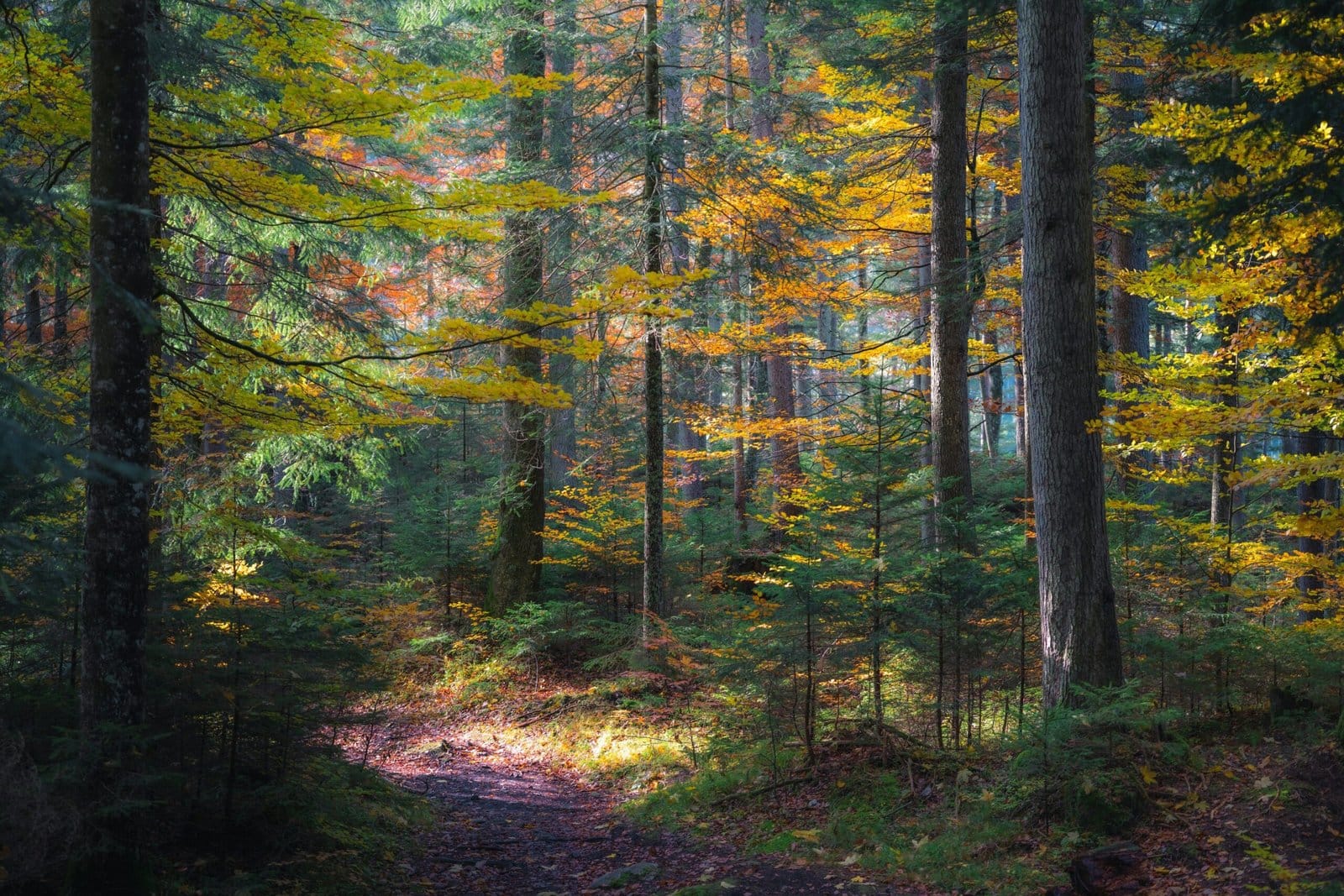 Amber Autumn Forest Path with Falling Golden Leaves