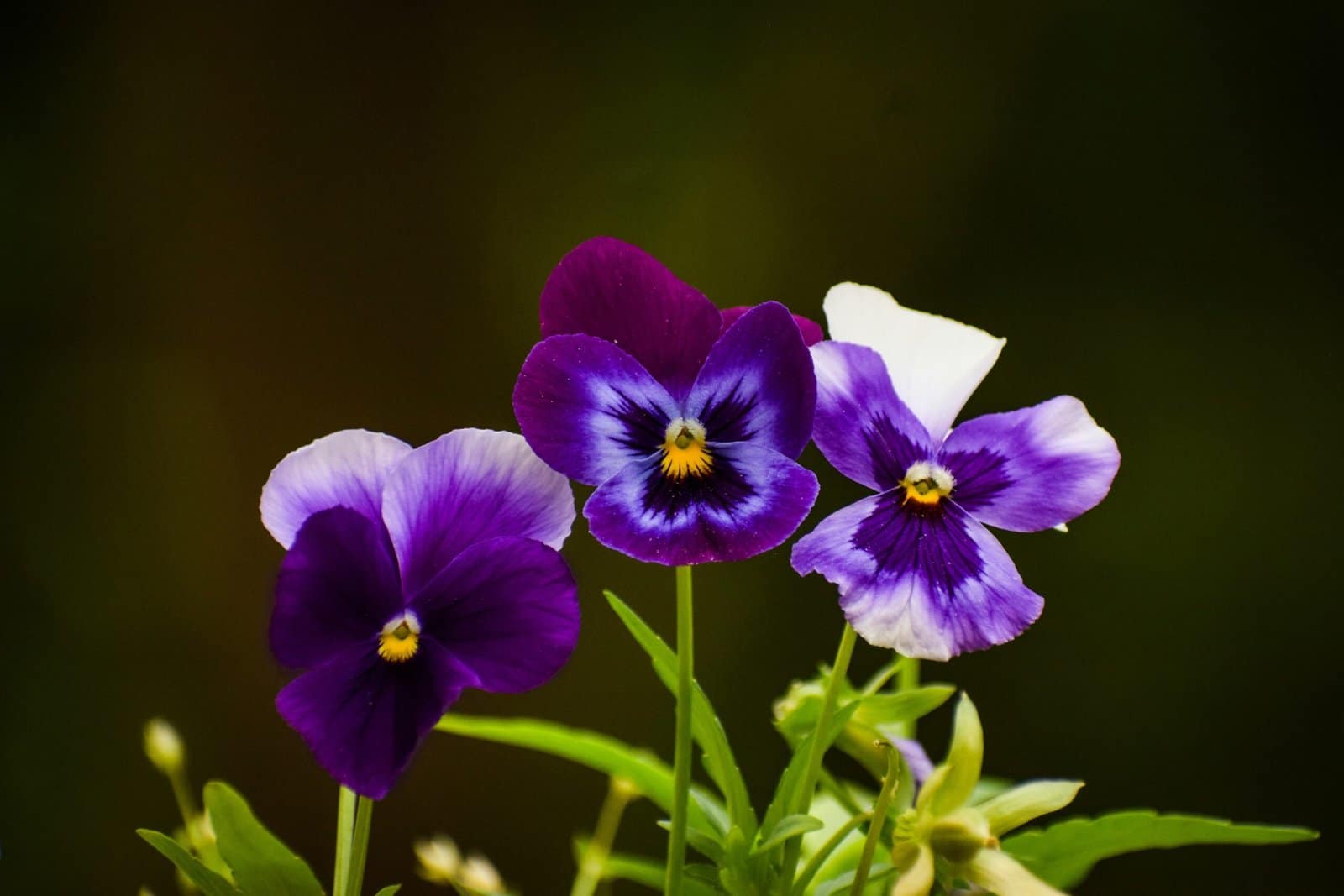 Violet Pansy Flowers Blooming After Spring Rain