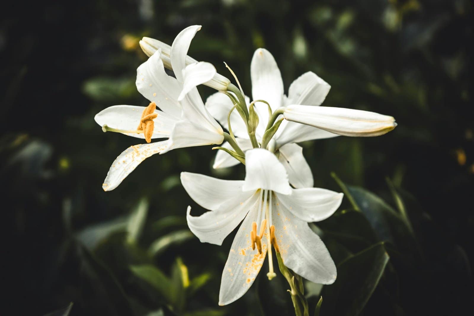 White Lily Petals Unfolding in Soft Studio Light