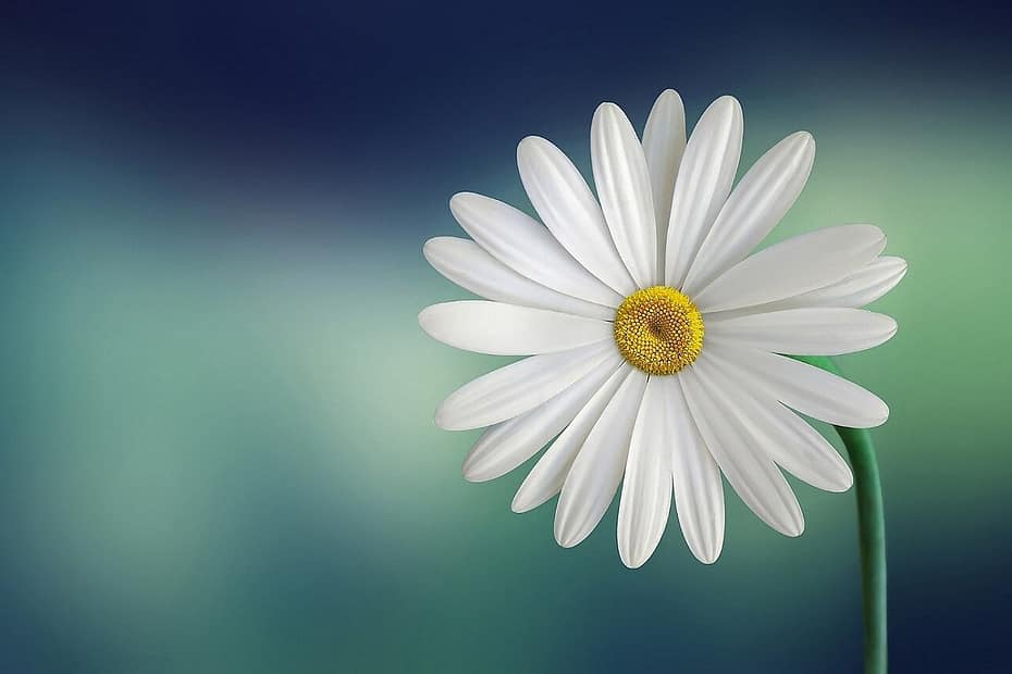 English Daisy Flower