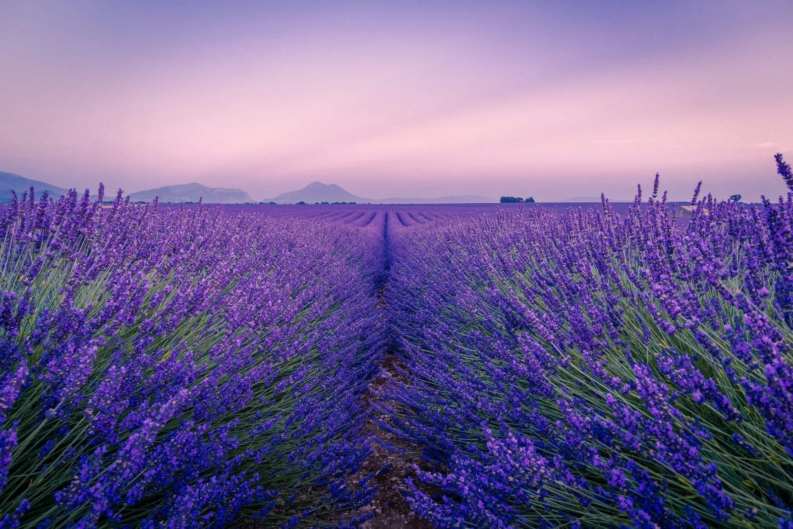 Lavender Blossoms Swaying In Summer Evening Breeze