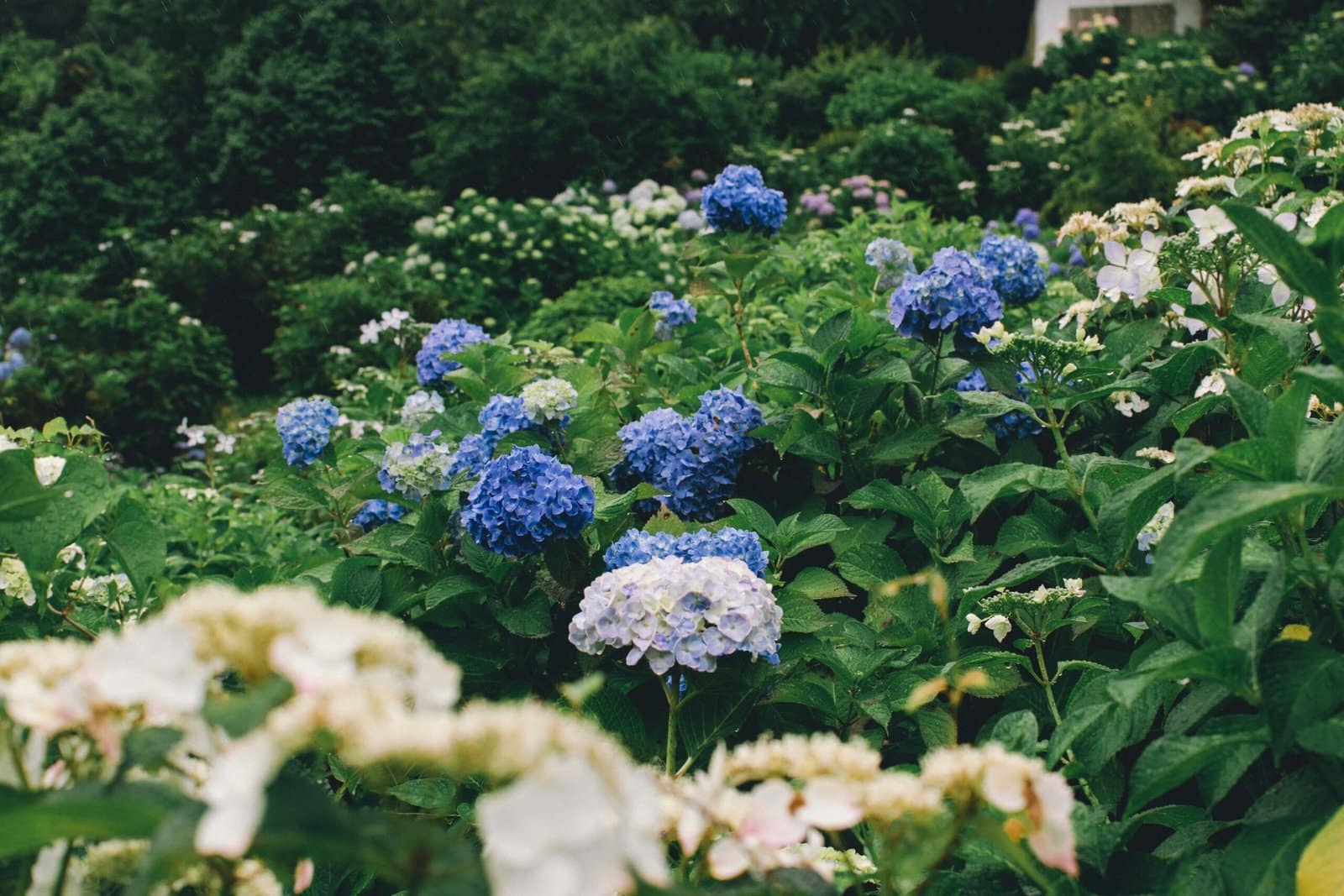 Blue Hydrangea Blooms in Rainy Garden