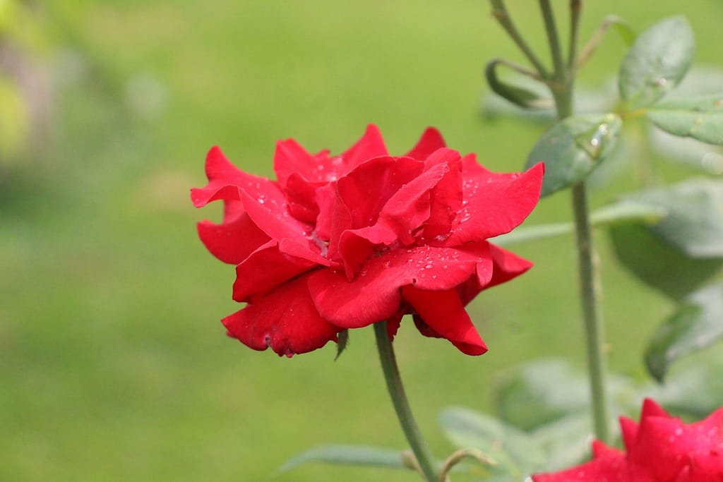 Red Rose Covered in Morning Dew