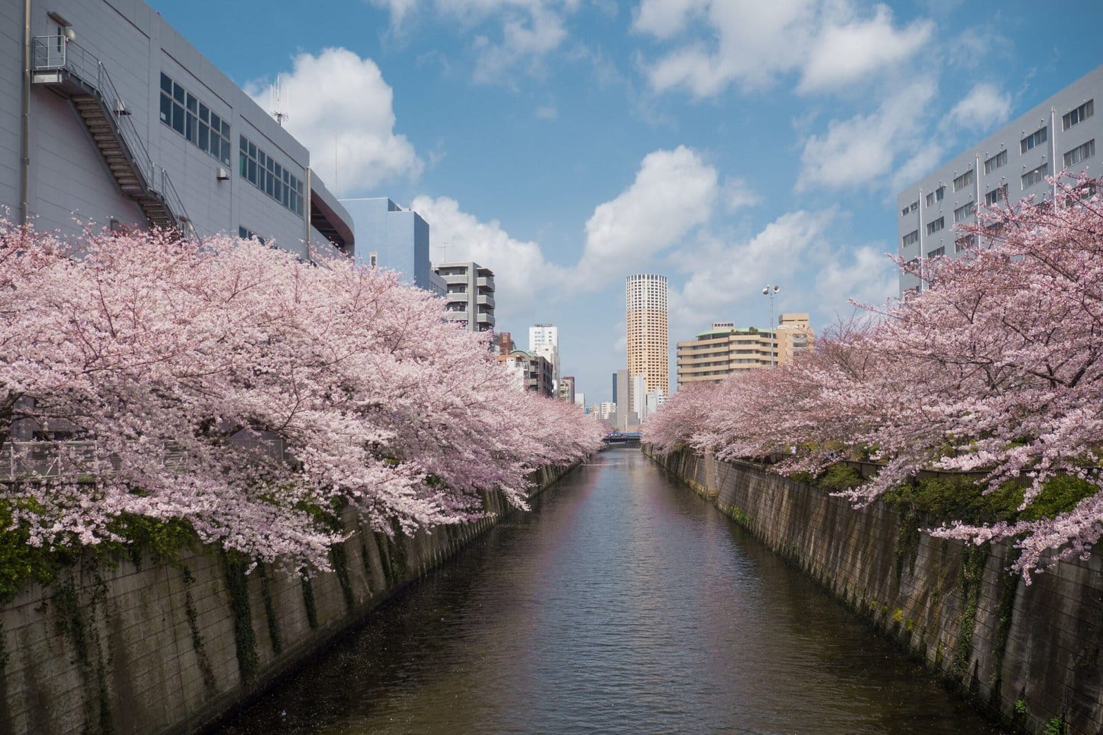Cherry Blossom River Winding through a Spring Valley
