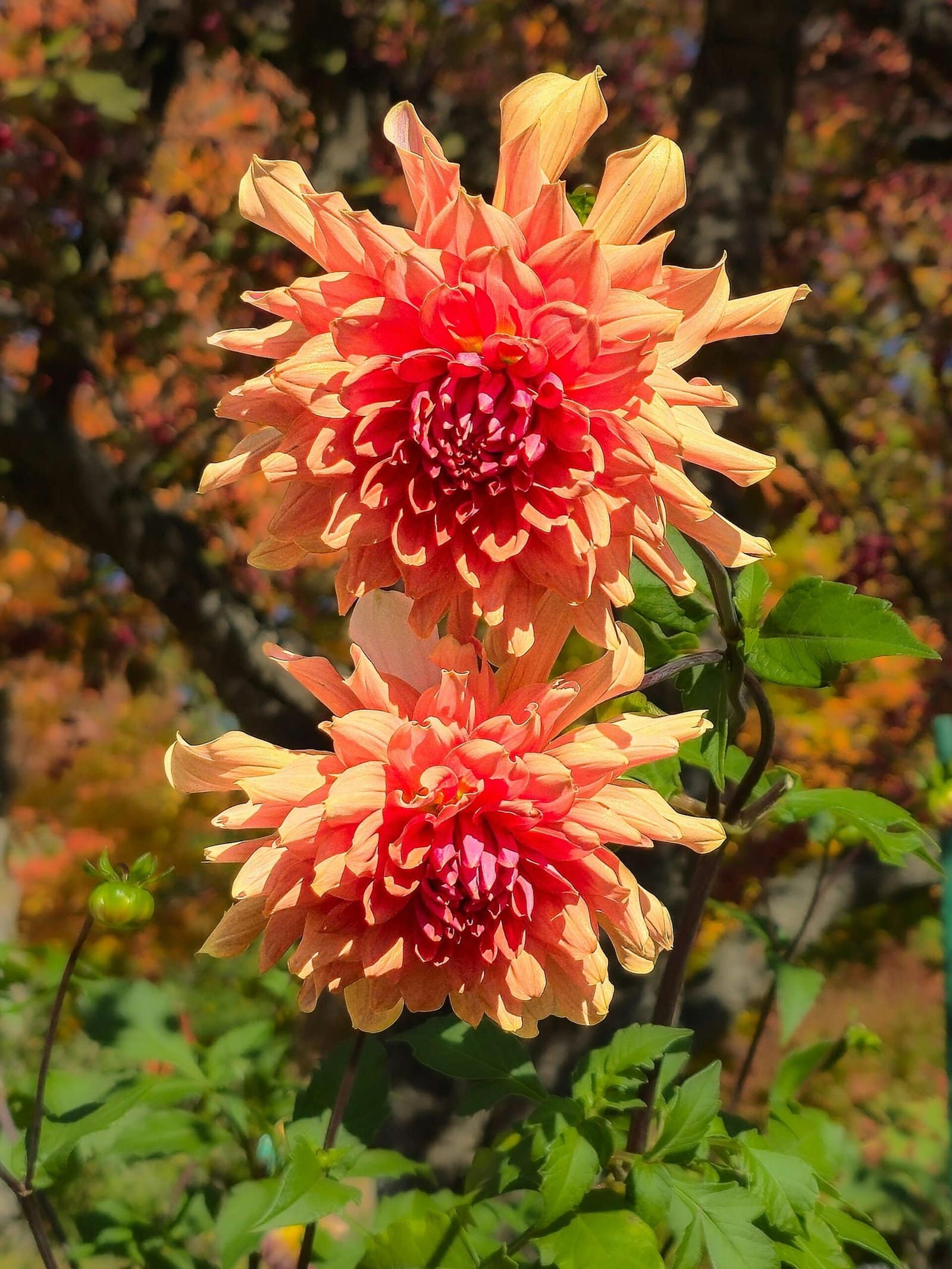 Dahlia Flowers Blooming in Autumn Garden