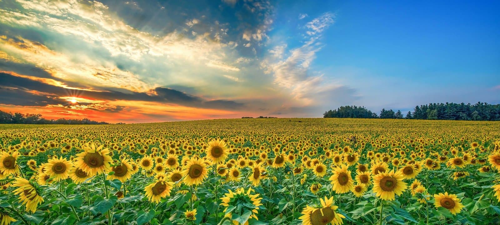 Sunflower Field Stretching to the Horizon at Sunset