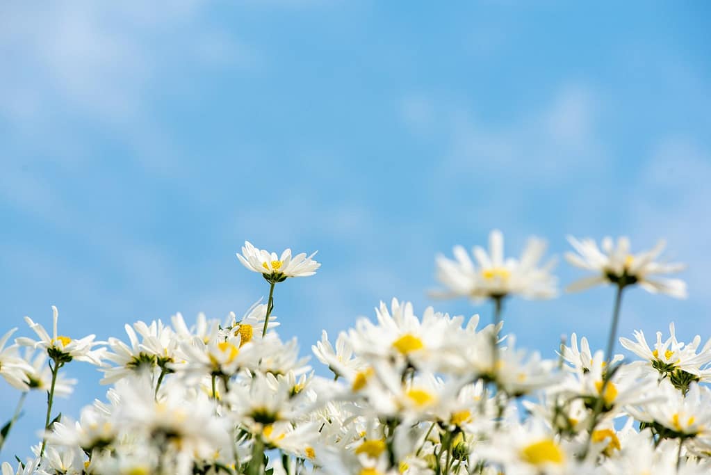 White Daisy Field Under Blue Sky