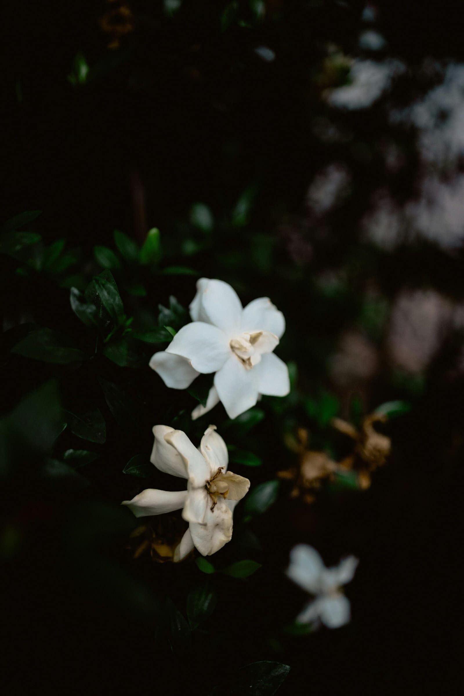 White Gardenia Flowers Glowing In Evening Shade