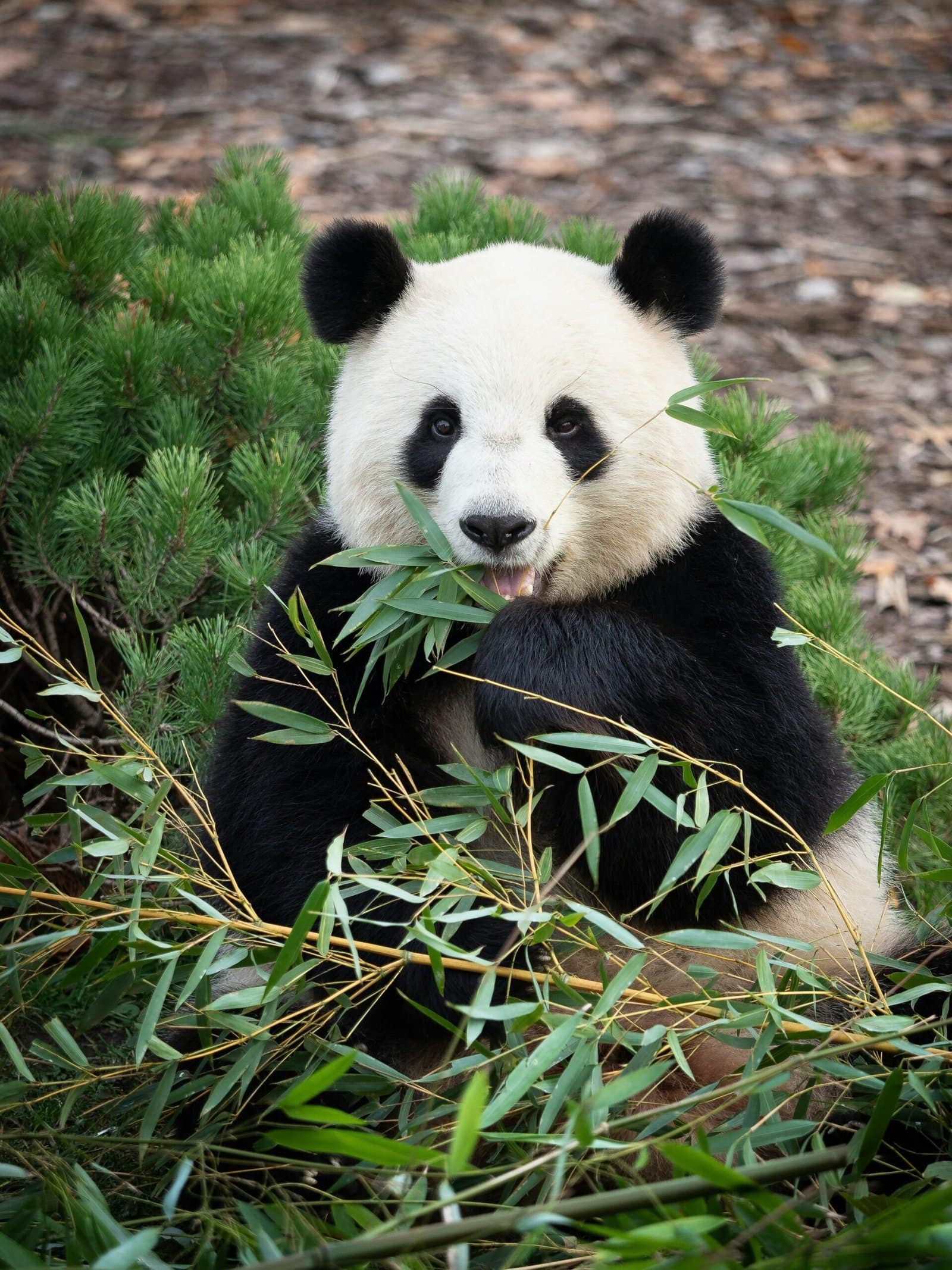 Cute 3D Panda Character Sitting on a Cloud