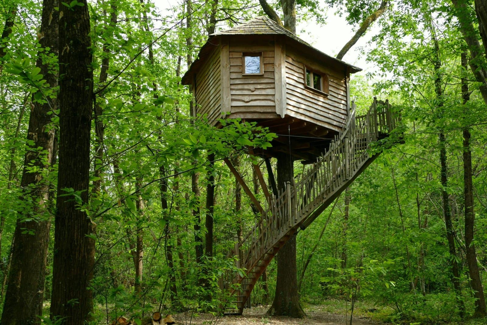 Magical Treehouse Village Glowing in a Giant Forest