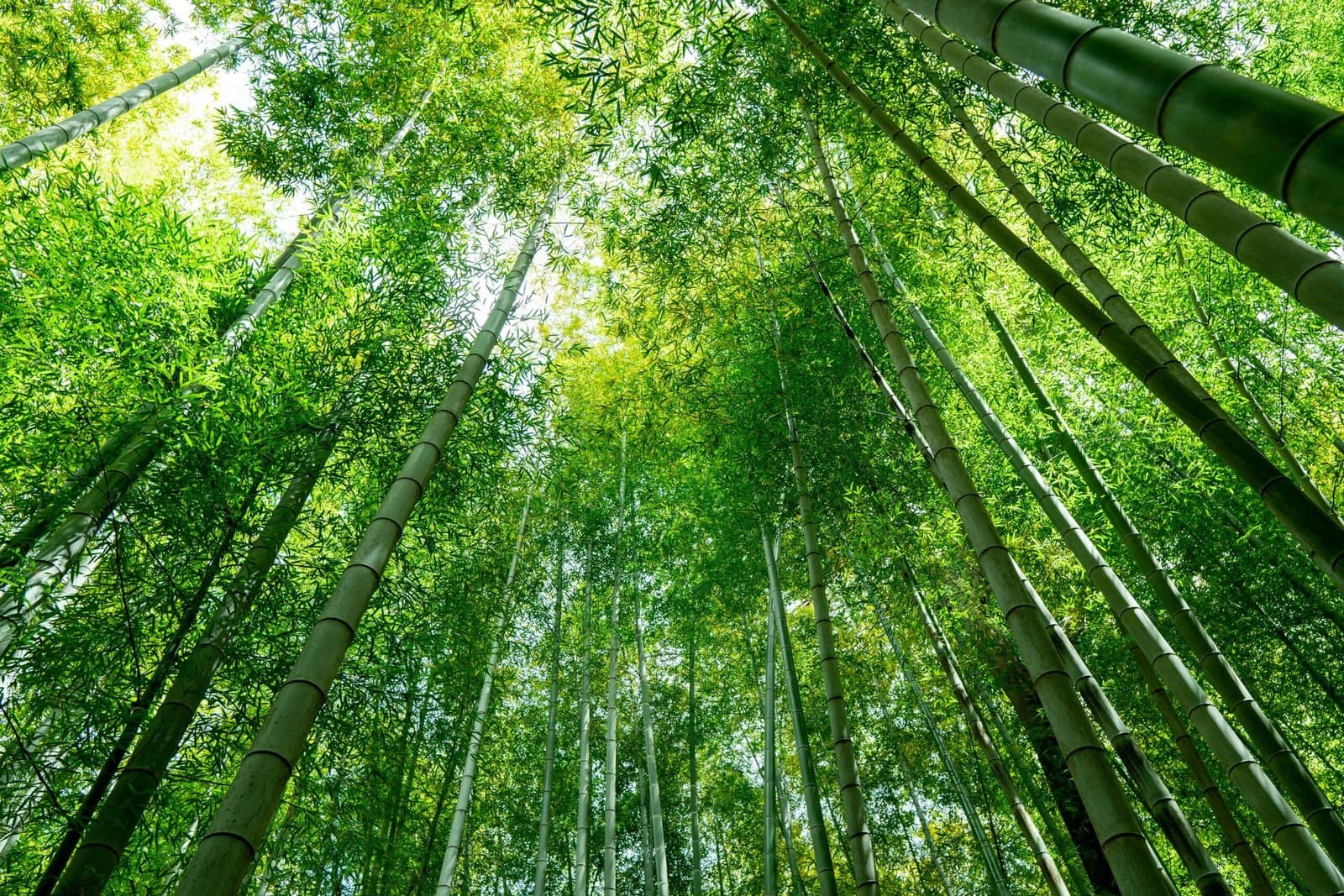 Bamboo Forest Sunlight Streaming Through Golden Canopy