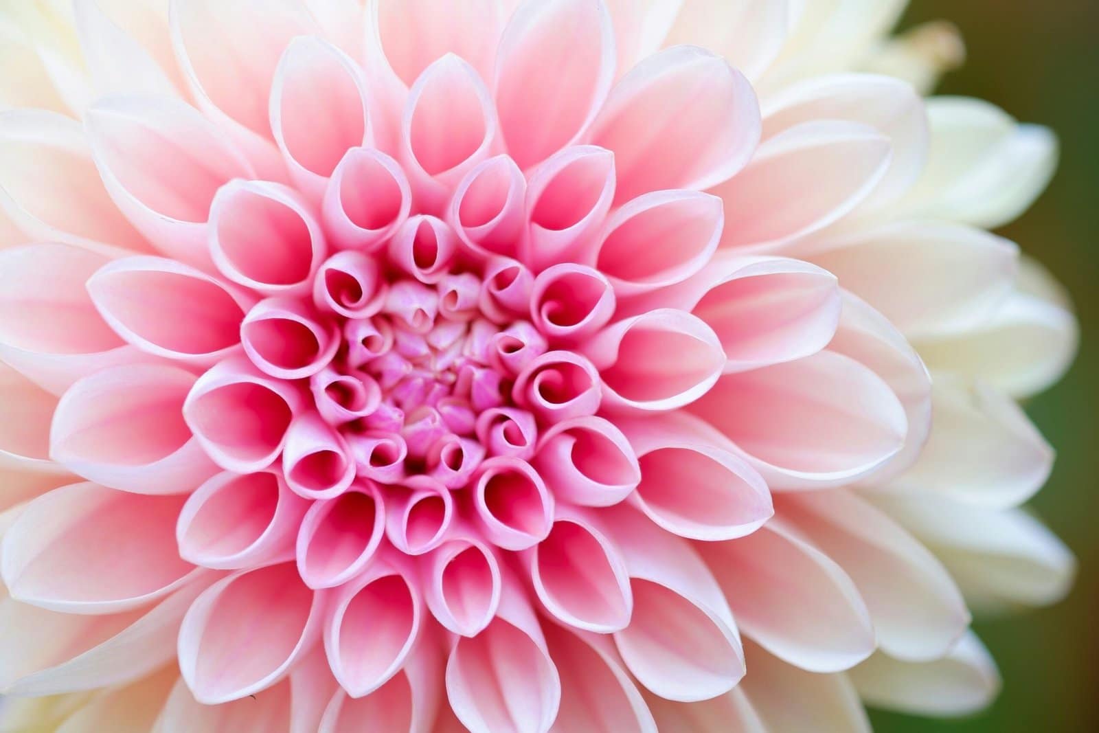 Pink Dahlia Bloom Covered in Morning Dew Drops