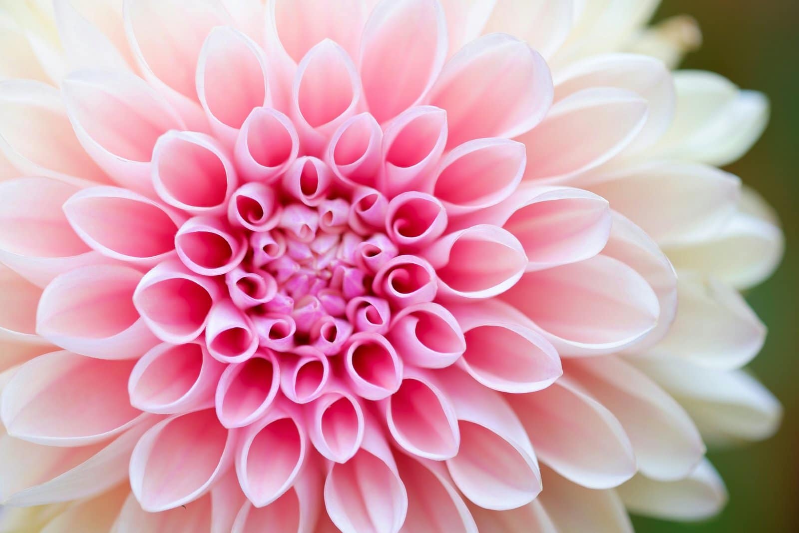 Pink Dahlia Bloom Covered in Morning Dew Drops