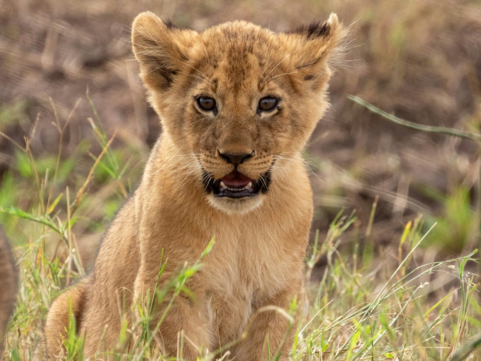 Cute 3D Lion Cub Sitting on Grassy Hill