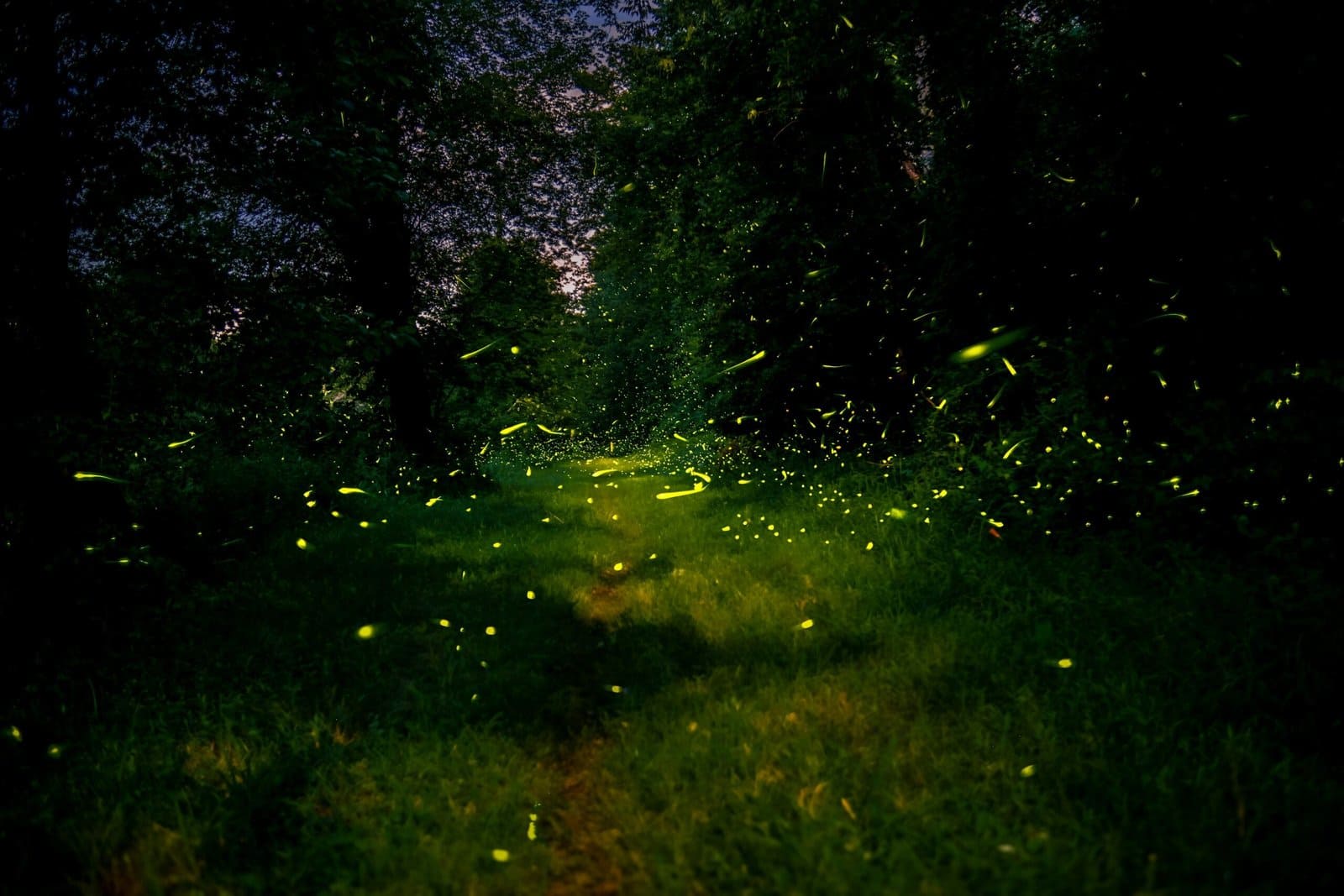 Enchanted Crystal Forest Glowing With Blue Fireflies